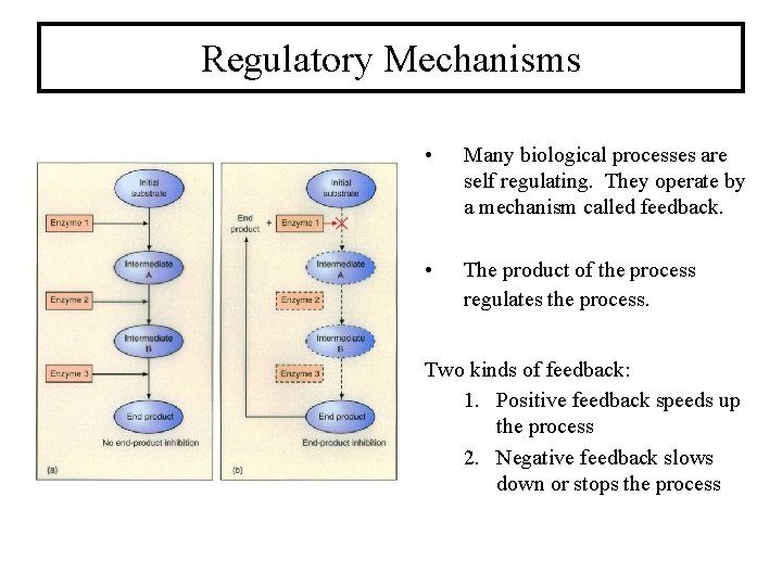 Regulatory Mechanisms • Many biological processes are self regulating. They operate by a mechanism