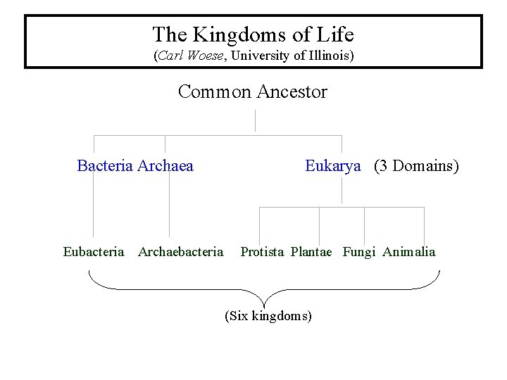 The Kingdoms of Life (Carl Woese, University of Illinois) Common Ancestor Bacteria Archaea Eubacteria