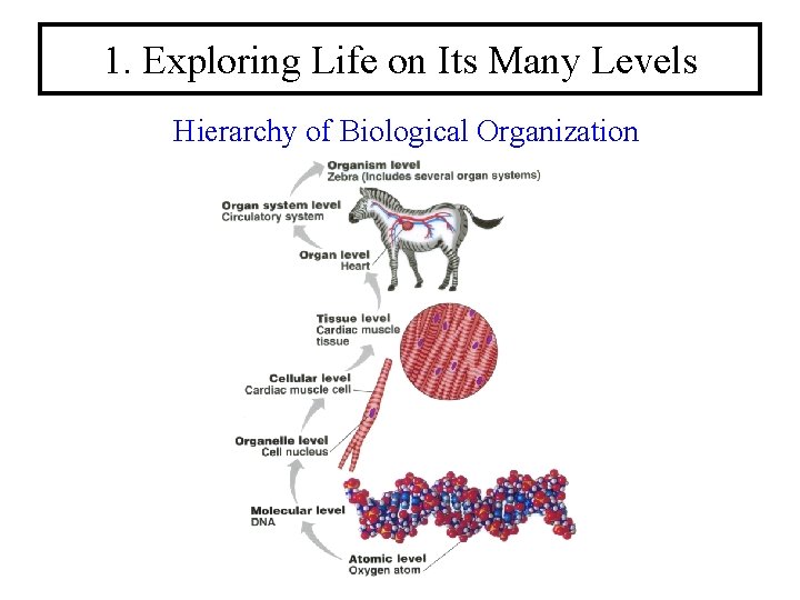 1. Exploring Life on Its Many Levels Hierarchy of Biological Organization 