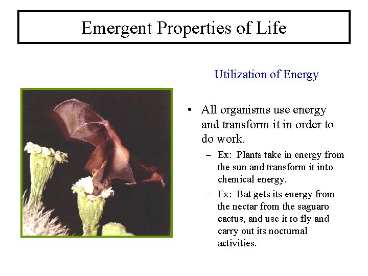 Emergent Properties of Life Utilization of Energy • All organisms use energy and transform
