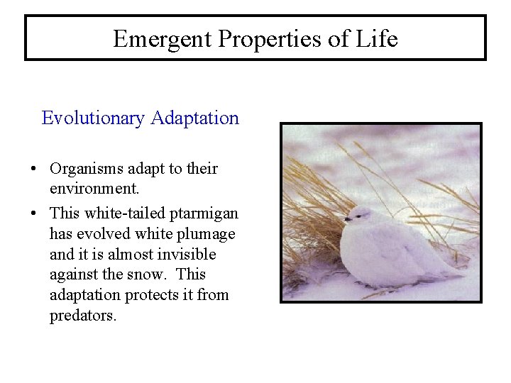 Emergent Properties of Life Evolutionary Adaptation • Organisms adapt to their environment. • This