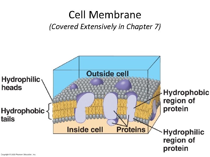 Cell Membrane (Covered Extensively in Chapter 7) 