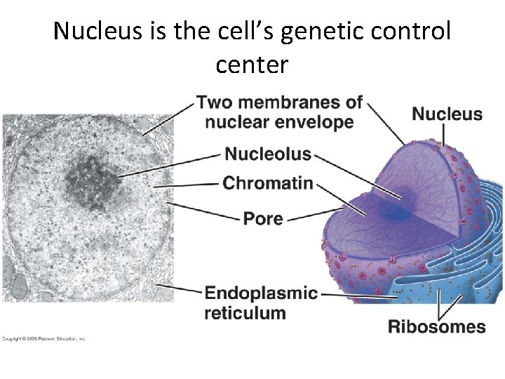 Nucleus is the cell’s genetic control center 