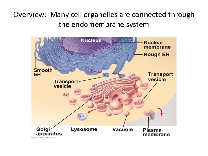 Overview: Many cell organelles are connected through the endomembrane system 