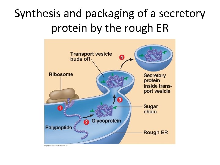 Synthesis and packaging of a secretory protein by the rough ER 