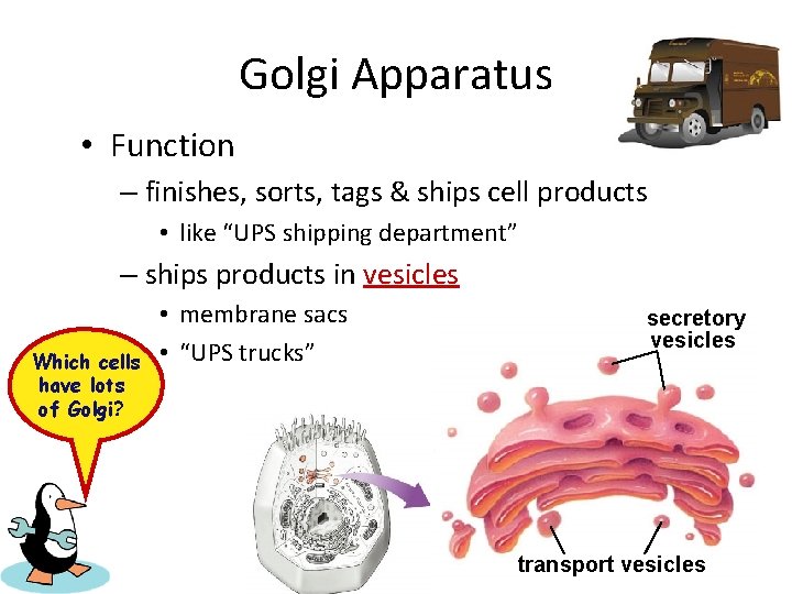 Golgi Apparatus • Function – finishes, sorts, tags & ships cell products • like