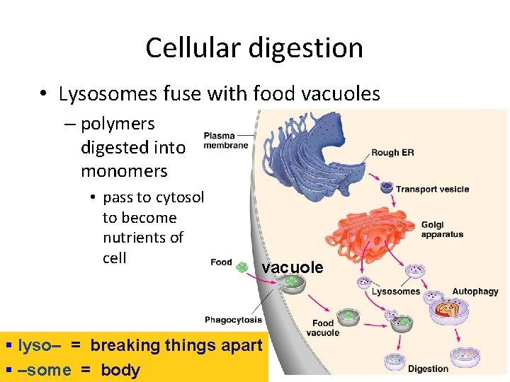 Cellular digestion • Lysosomes fuse with food vacuoles – polymers digested into monomers •