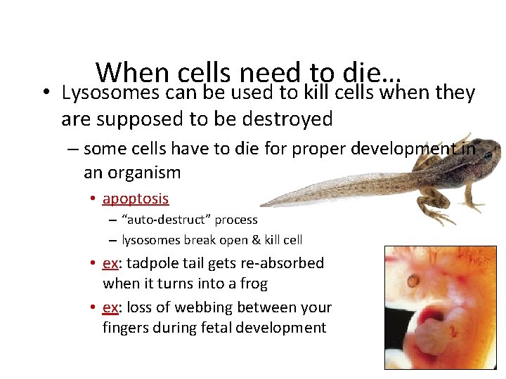 When cells need to die… • Lysosomes can be used to kill cells when