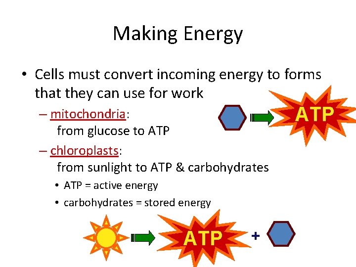 Making Energy • Cells must convert incoming energy to forms that they can use