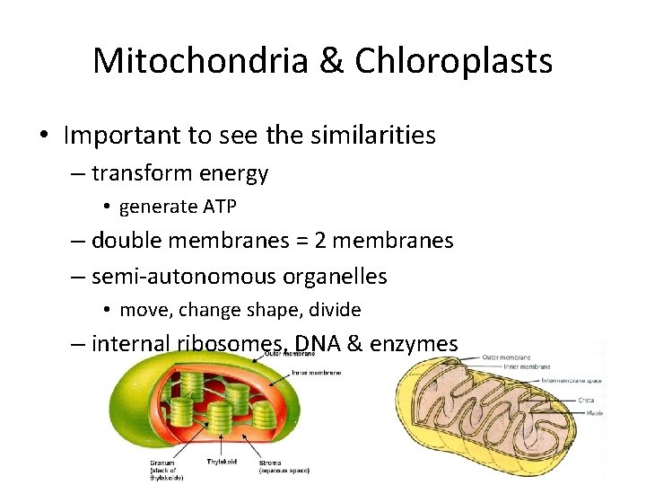 Mitochondria & Chloroplasts • Important to see the similarities – transform energy • generate