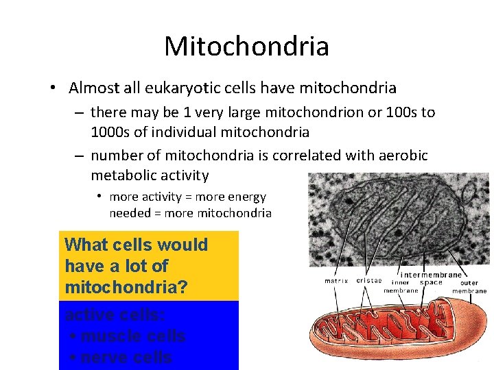 Mitochondria • Almost all eukaryotic cells have mitochondria – there may be 1 very
