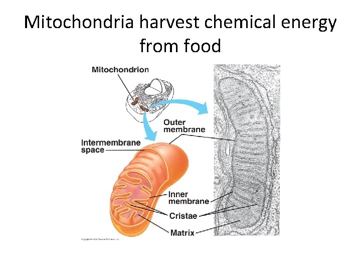 Mitochondria harvest chemical energy from food 