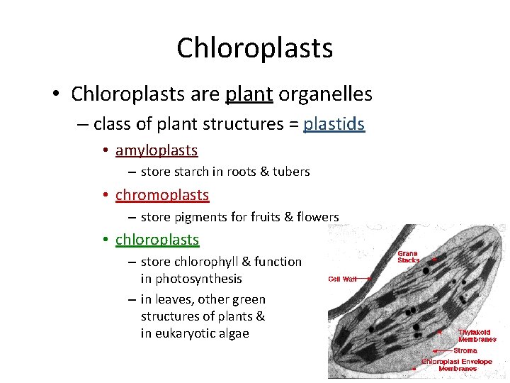 Chloroplasts • Chloroplasts are plant organelles – class of plant structures = plastids •