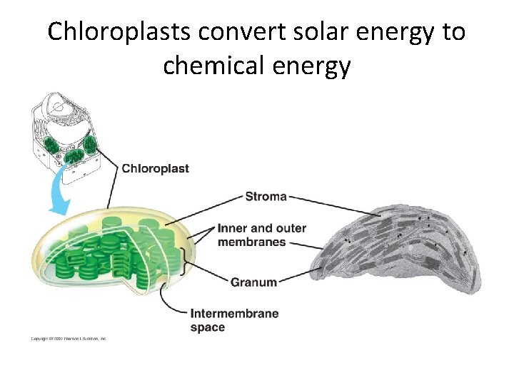 Chloroplasts convert solar energy to chemical energy 