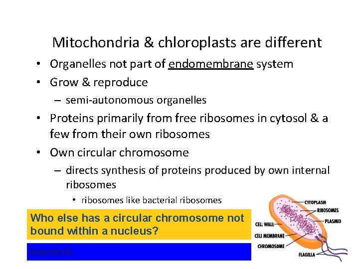 Mitochondria & chloroplasts are different • Organelles not part of endomembrane system • Grow