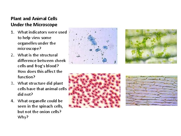 Plant and Animal Cells Under the Microscope 1. What indicators were used to help