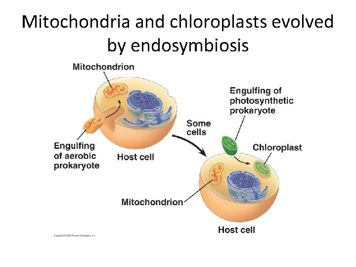 Mitochondria and chloroplasts evolved by endosymbiosis 