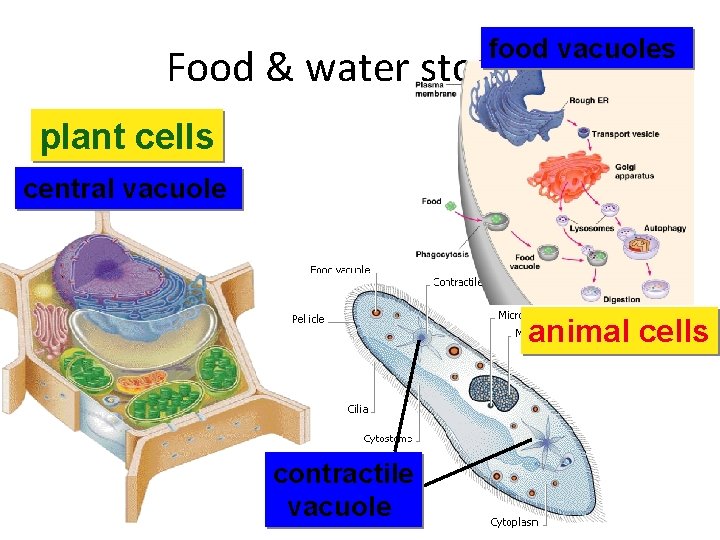 food vacuoles Food & water storage plant cells central vacuole animal cells contractile vacuole