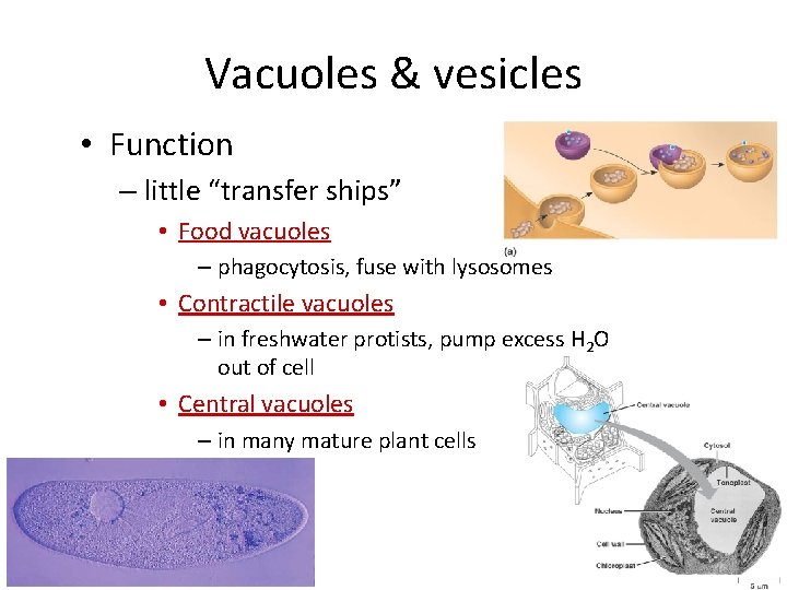 Vacuoles & vesicles • Function – little “transfer ships” • Food vacuoles – phagocytosis,