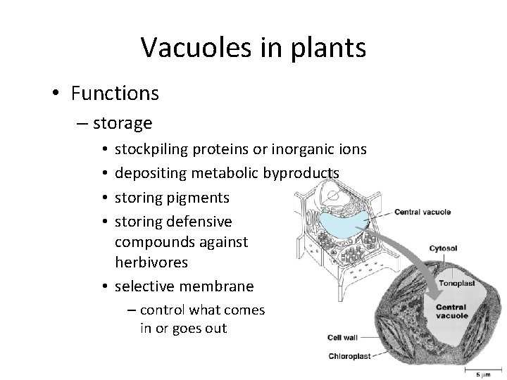 Vacuoles in plants • Functions – storage stockpiling proteins or inorganic ions depositing metabolic
