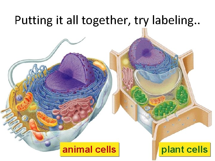Putting it all together, try labeling. . animal cells plant cells 