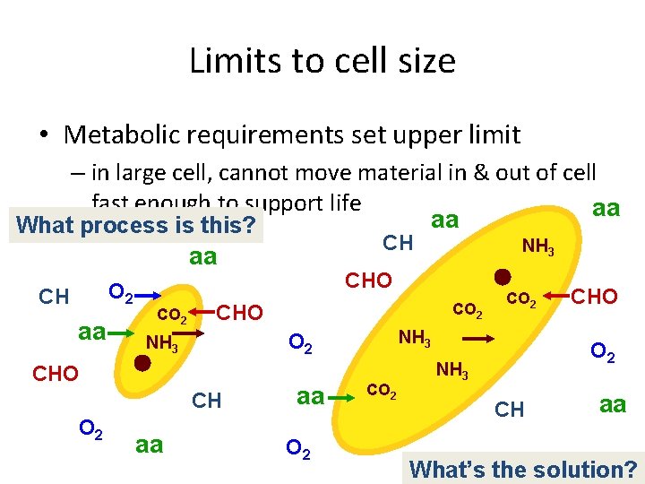 Limits to cell size • Metabolic requirements set upper limit – in large cell,