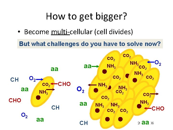 How to get bigger? • Become multi-cellular (cell divides) But what challenges do you
