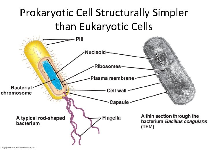 Prokaryotic Cell Structurally Simpler than Eukaryotic Cells 