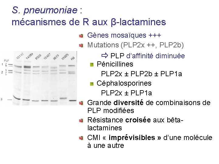 S. pneumoniae : mécanismes de R aux β-lactamines Gènes mosaïques +++ Mutations (PLP 2