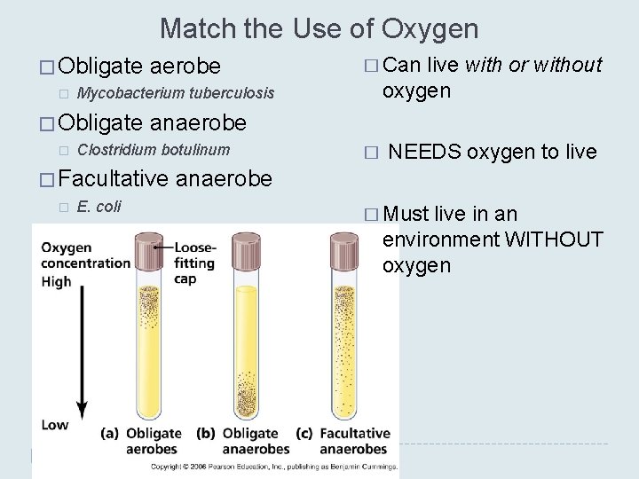 Match the Use of Oxygen � Obligate � live with or without oxygen anaerobe Match the Use of Oxygen � Obligate � live with or without oxygen anaerobe