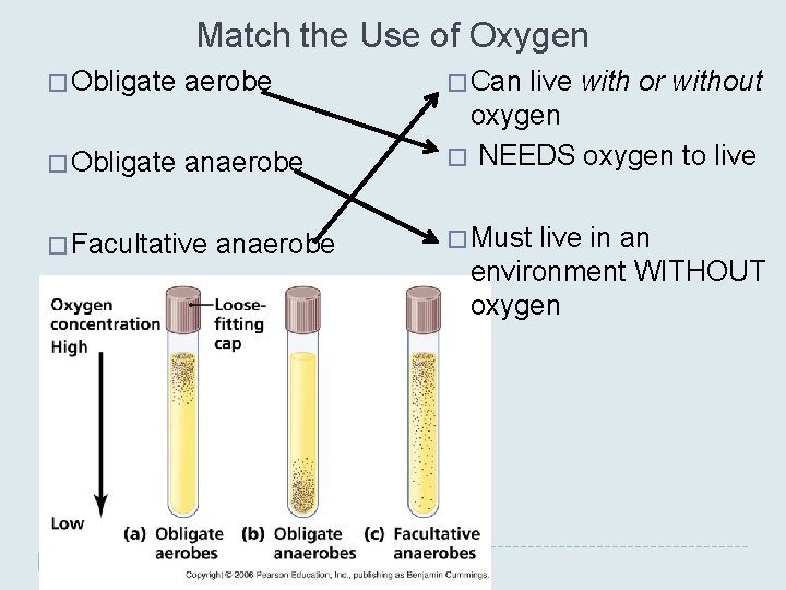 Match the Use of Oxygen � Obligate aerobe � Obligate anaerobe � Facultative anaerobe Match the Use of Oxygen � Obligate aerobe � Obligate anaerobe � Facultative anaerobe