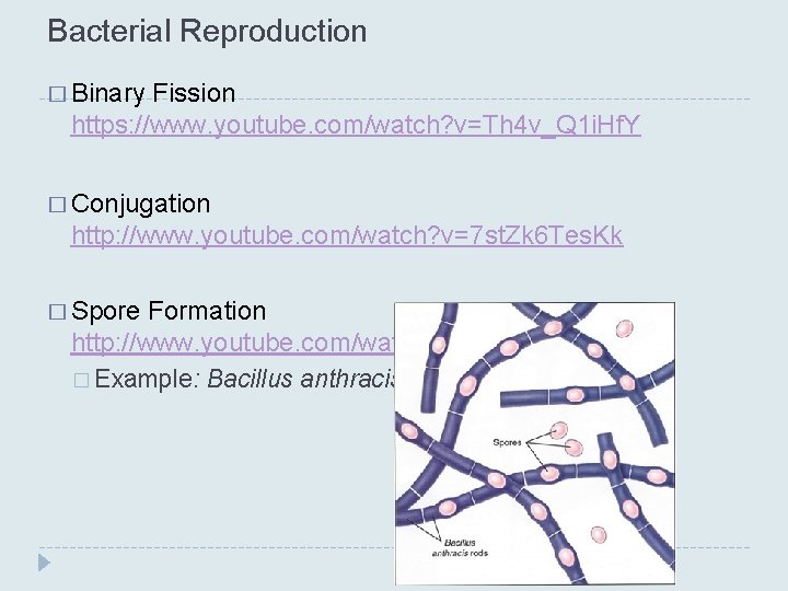 Bacterial Reproduction � Binary Fission https: //www. youtube. com/watch? v=Th 4 v_Q 1 i. Bacterial Reproduction � Binary Fission https: //www. youtube. com/watch? v=Th 4 v_Q 1 i.