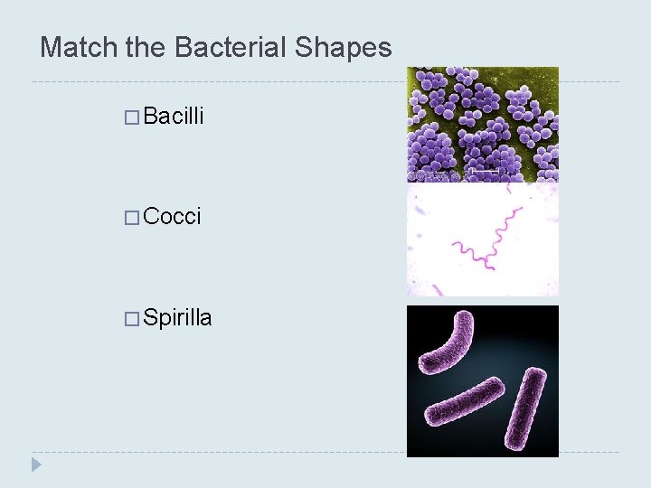 Match the Bacterial Shapes � Bacilli � Cocci � Spirilla Match the Bacterial Shapes � Bacilli � Cocci � Spirilla