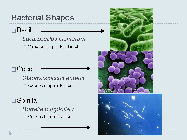 Bacterial Shapes � Bacilli � Lactobacillus � plantarum Sauerkraut, pickles, kimchi � Cocci � Bacterial Shapes � Bacilli � Lactobacillus � plantarum Sauerkraut, pickles, kimchi � Cocci �