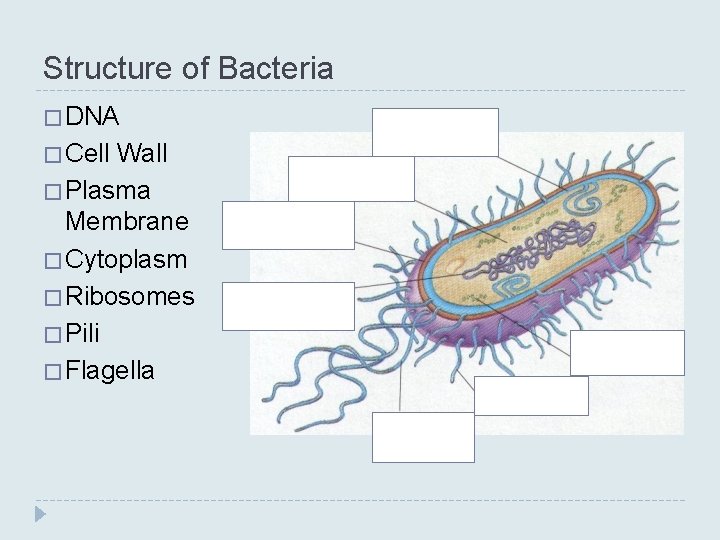 Structure of Bacteria � DNA � Cell Wall � Plasma Membrane � Cytoplasm � Structure of Bacteria � DNA � Cell Wall � Plasma Membrane � Cytoplasm �