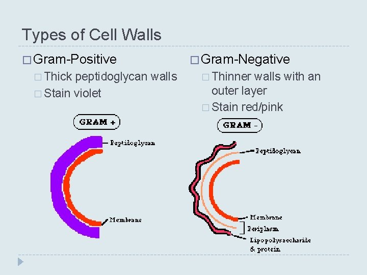 Types of Cell Walls � Gram-Positive � Thick peptidoglycan walls � Stain violet � Types of Cell Walls � Gram-Positive � Thick peptidoglycan walls � Stain violet �