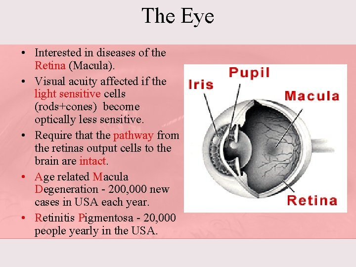 The Eye • Interested in diseases of the Retina (Macula). • Visual acuity affected