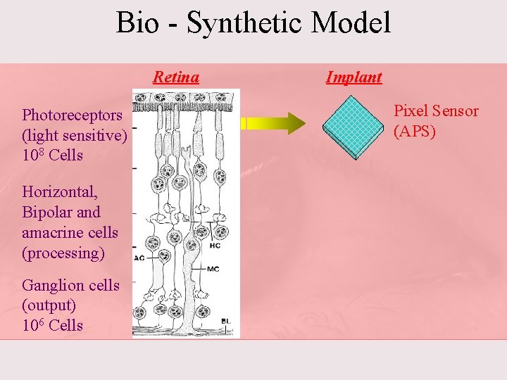 Bio - Synthetic Model Retina Photoreceptors (light sensitive) 108 Cells Horizontal, Bipolar and amacrine