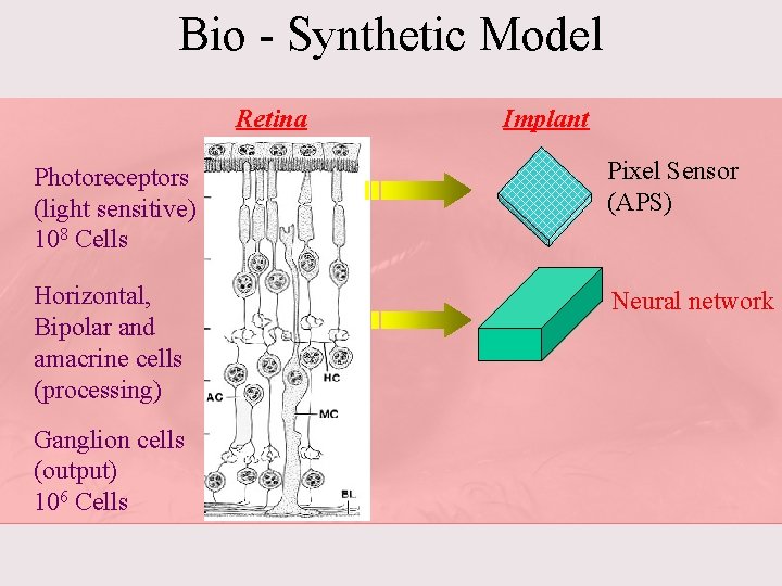 Bio - Synthetic Model Retina Implant Photoreceptors (light sensitive) 108 Cells Pixel Sensor (APS)
