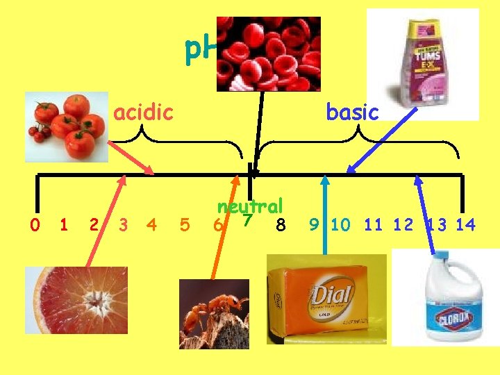 p. H scale acidic 0 1 2 3 4 basic 5 neutral 6 7