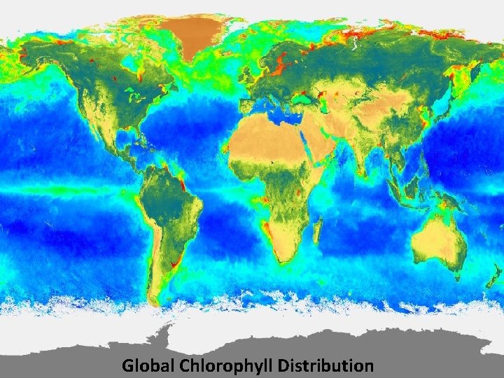 Global Chlorophyll Distribution 