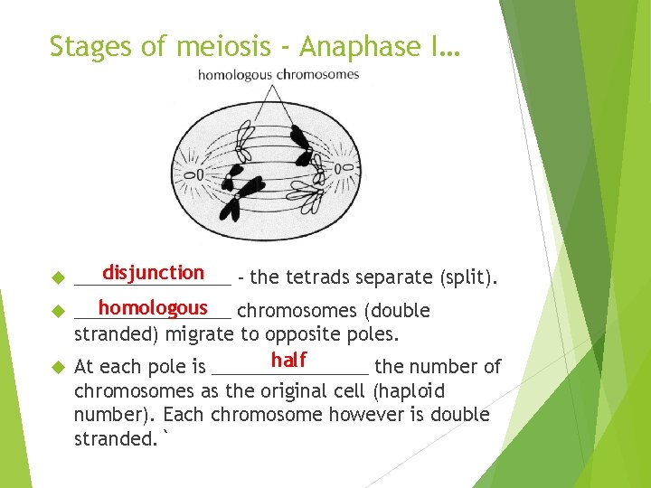 Stages of meiosis - Anaphase I… disjunction ________ - the tetrads separate (split). homologous