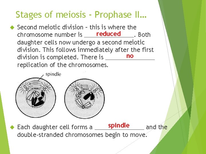 Stages of meiosis - Prophase II… Second meiotic division – this is where the