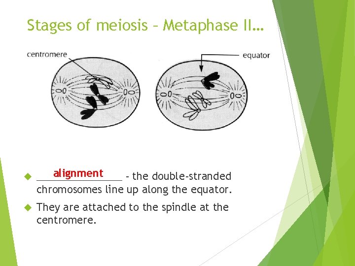 Stages of meiosis – Metaphase II… alignment ________ - the double-stranded chromosomes line up