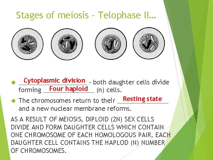 Stages of meiosis – Telophase II… Cytoplasmic division - both daughter cells divide __________