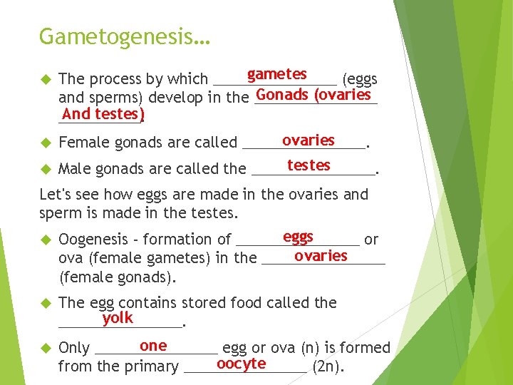 Gametogenesis… gametes The process by which ________ (eggs Gonads (ovaries and sperms) develop in