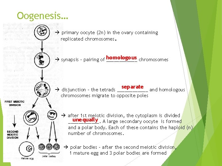Oogenesis… primary oocyte (2 n) in the ovary containing replicated chromosomes. synapsis - pairing