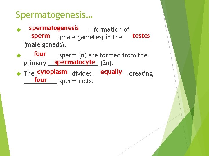 Spermatogenesis… spermatogenesis __________ - formation of sperm (male gametes) in the _____ testes _____