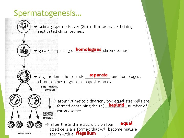 Spermatogenesis… primary spermatocyte (2 n) in the testes containing replicated chromosomes. synapsis - pairing