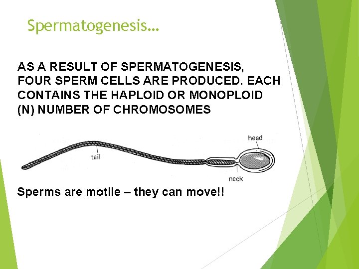 Spermatogenesis… AS A RESULT OF SPERMATOGENESIS, FOUR SPERM CELLS ARE PRODUCED. EACH CONTAINS THE